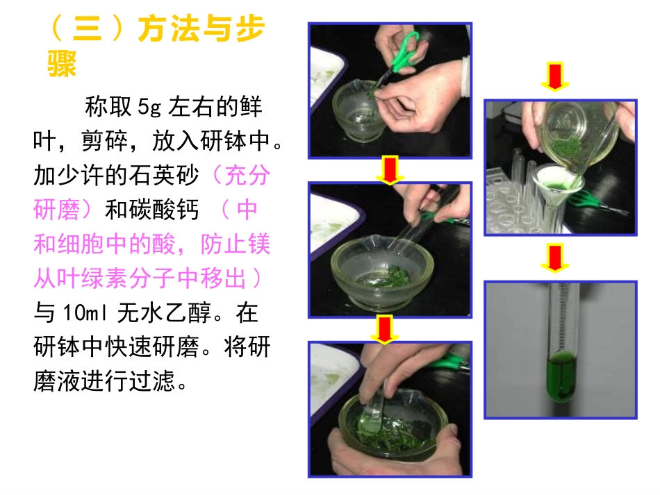第四节光与光合作用_第3页