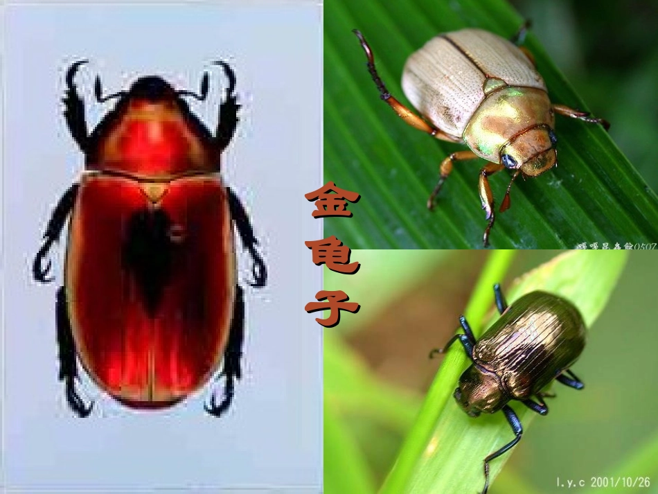 十五--松鼠_第3页