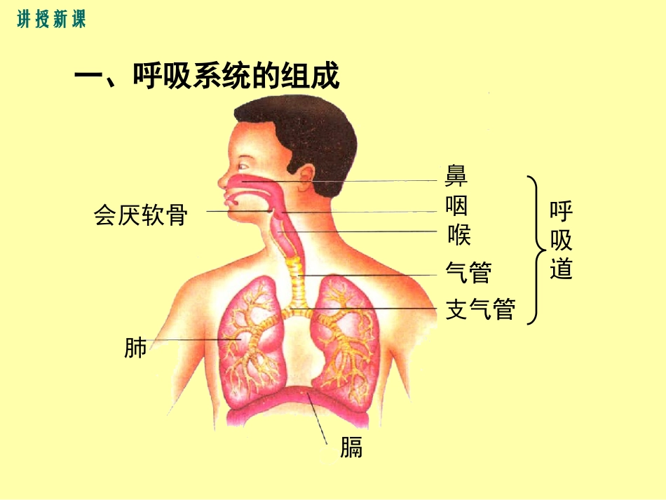 第2节人体的呼吸-(2)_第3页