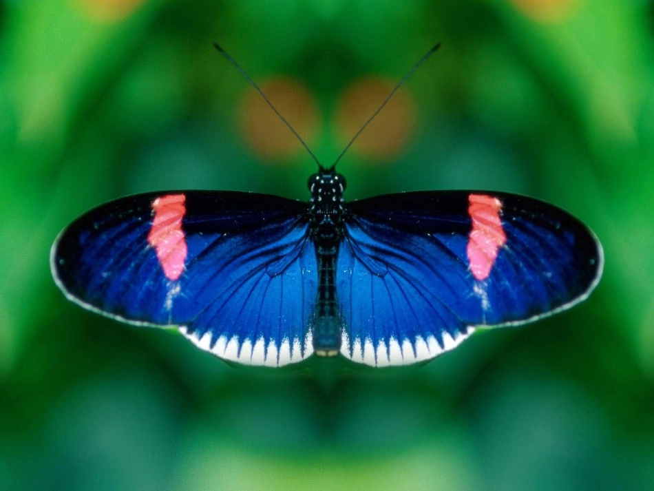 小学数学2011版本小学四年级轴对称.1-轴对称(例1)_第2页