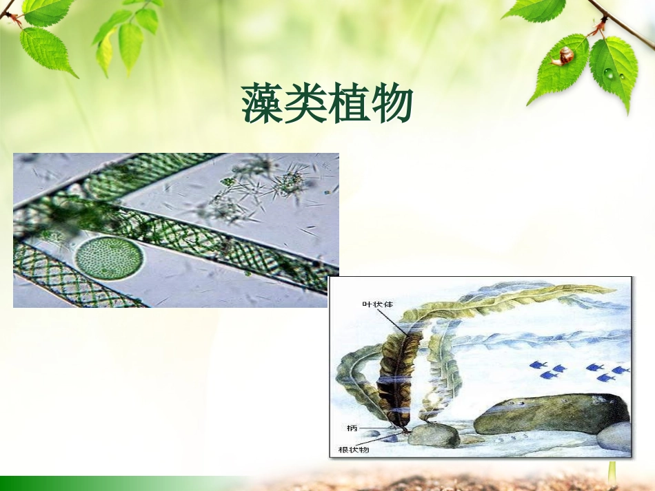 第三节藻类植物_第1页