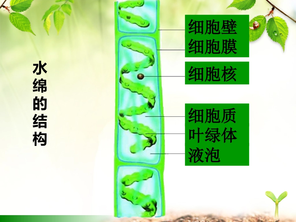 第三节藻类植物_第2页