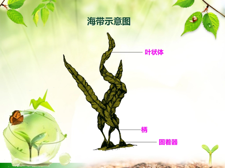 第三节藻类植物_第3页