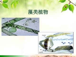 第三节藻类植物