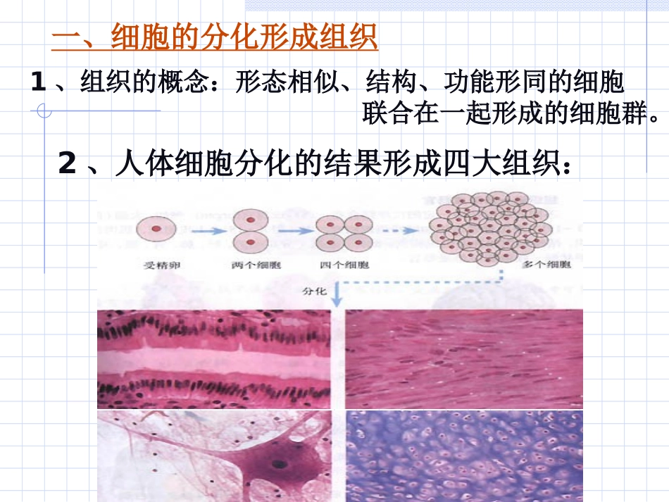 第二节-动物体的结构层次2_第3页