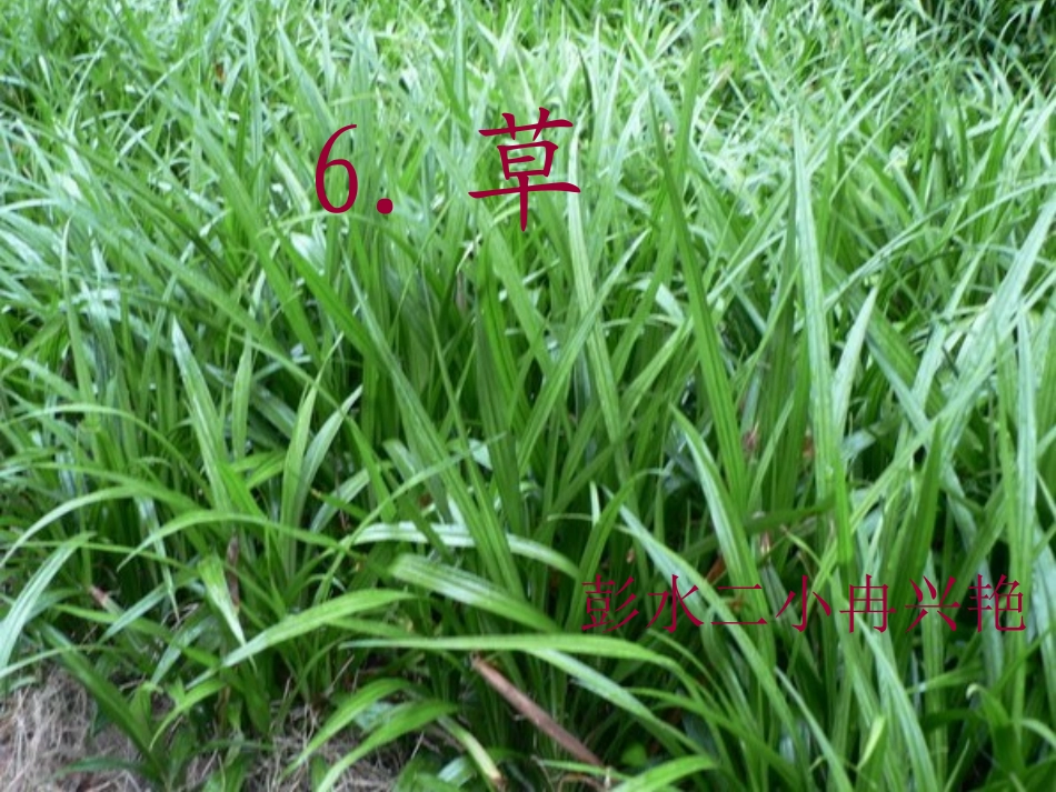 草演示文稿1_第1页