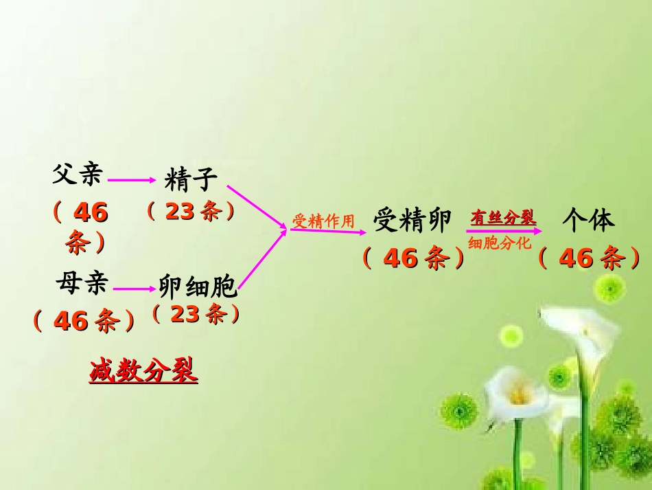 减数分裂的过程_第2页