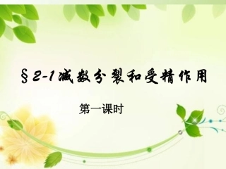 减数分裂的过程