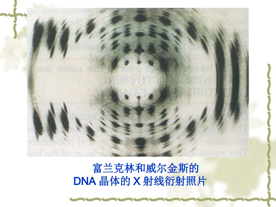 3.2《DNA分子的结构》课件9-杨冬群_第3页