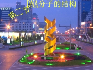 3.2《DNA分子的结构》课件9-杨冬群