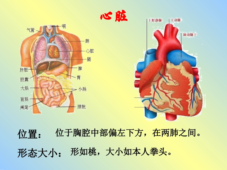 第三节输送血液的泵——心脏-(4)_第2页