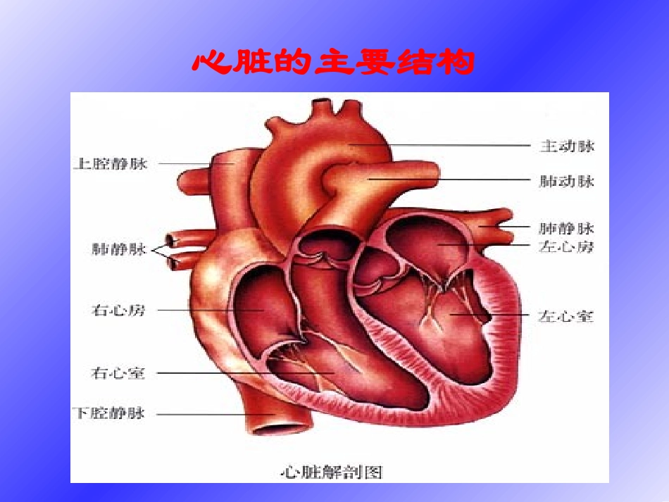 第三节输送血液的泵——心脏-(4)_第3页