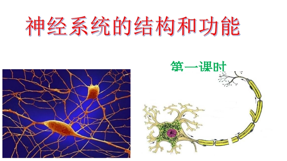 神经系统的结构和功能_第1页