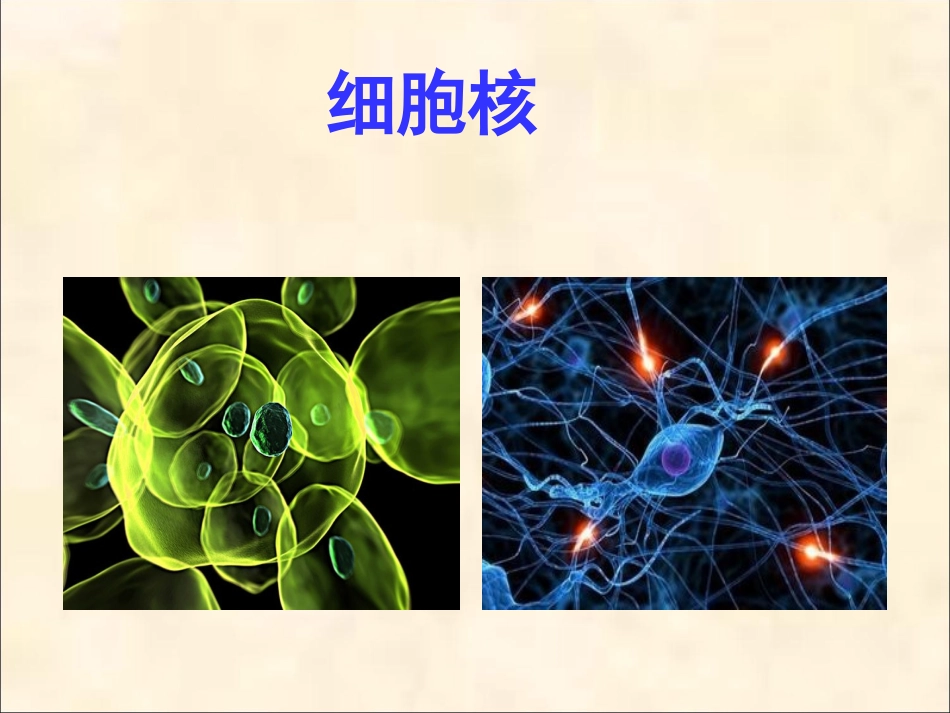 细胞核-(2)_第1页