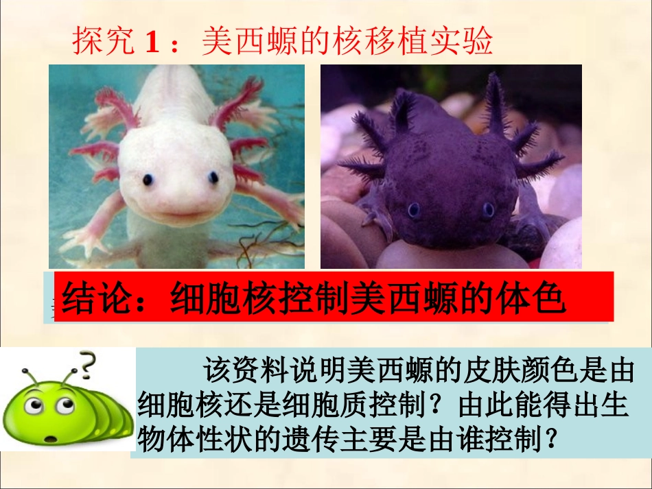 细胞核-(2)_第3页