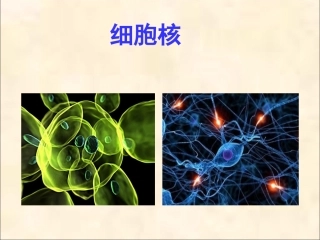 细胞核-(2)