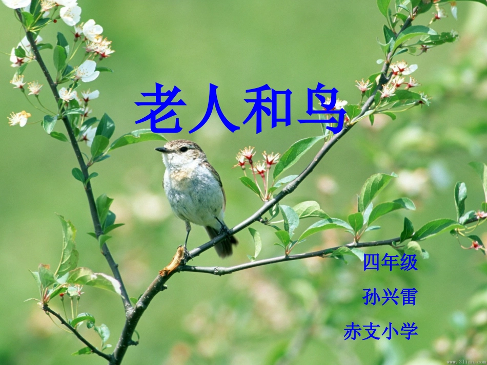 9.老人和鸟_第1页