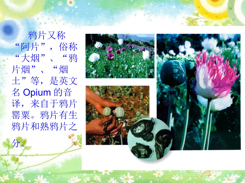 禁毒教育课件《远离毒品-让生命之树长青》-l隆德县第一小学——李雅雅ppt课件_第3页