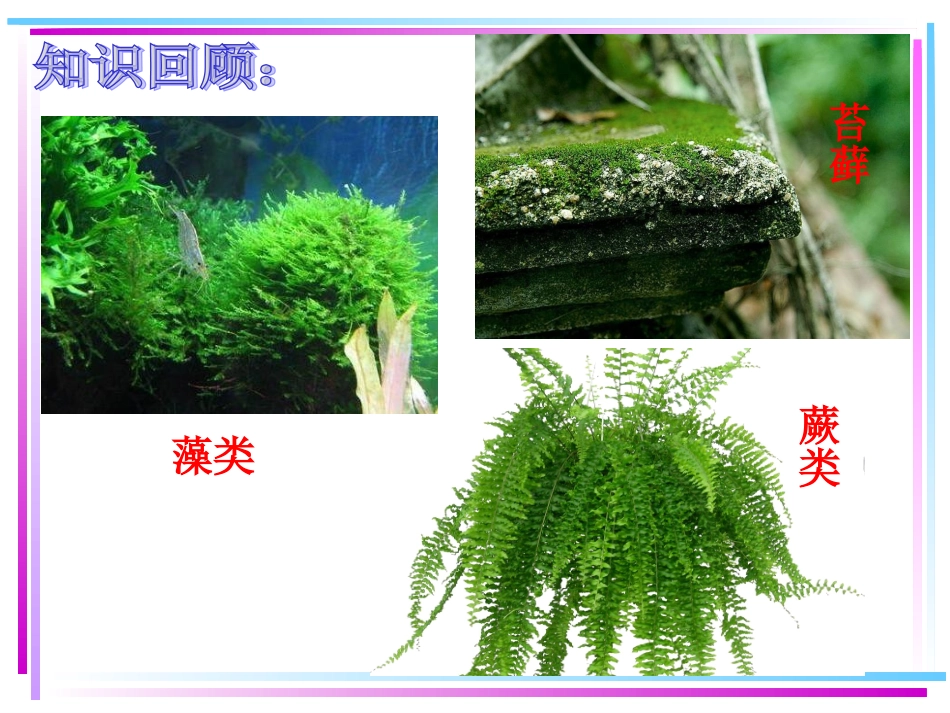 第三节种子植物_第2页