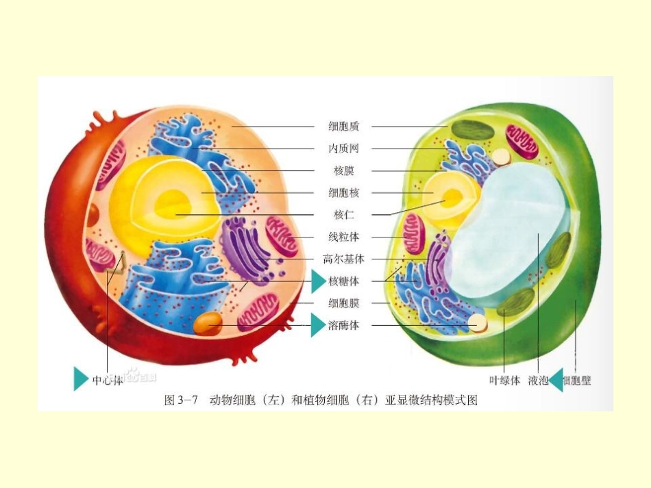 细胞膜-系统的边界_第1页