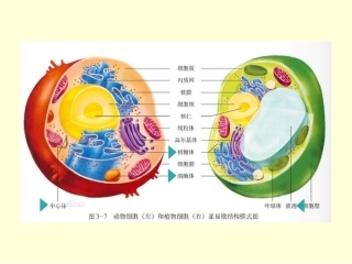 细胞膜-系统的边界