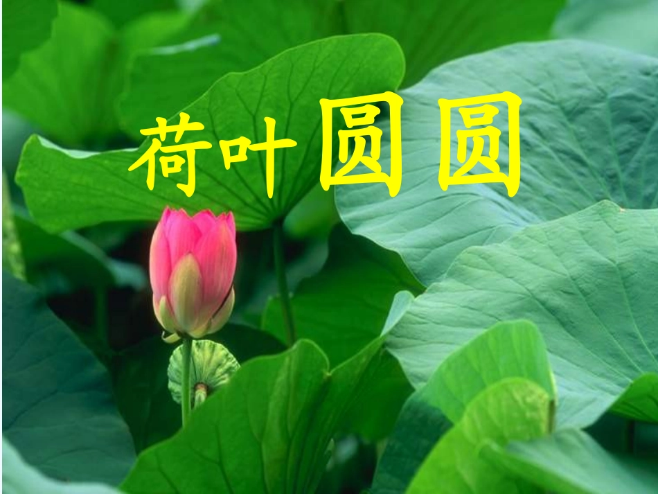 (部编)人教语文2011课标版一年级下册13、荷叶圆圆-(5)_第1页