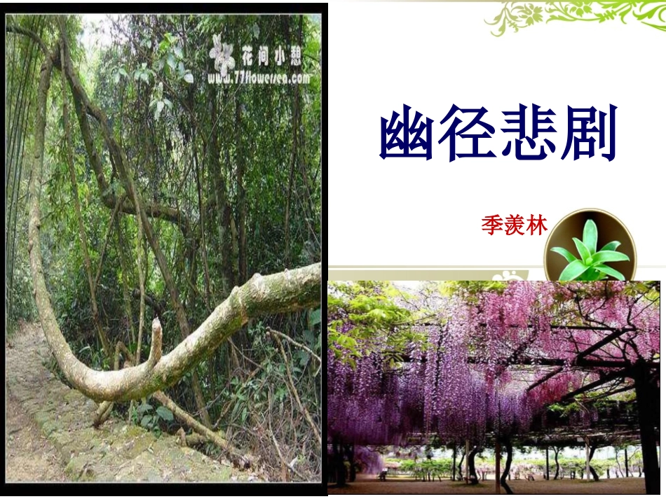 《幽径悲剧》_第2页