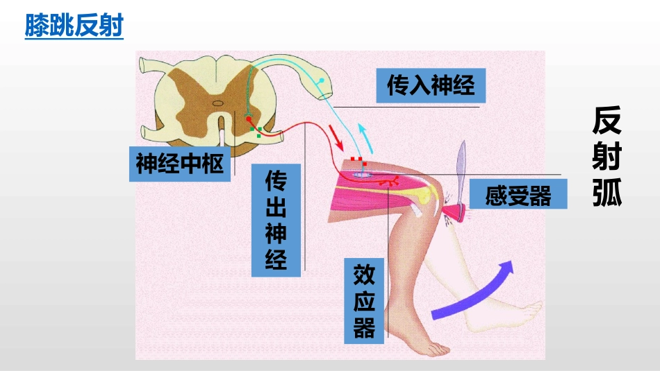 第1节人体的神经调节-(2)_第3页