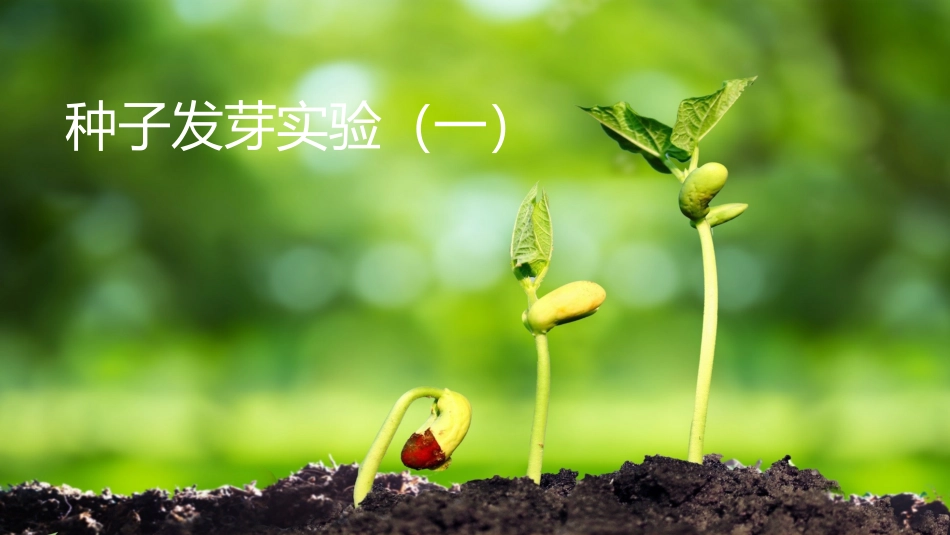 种子发芽实验(一)_第1页