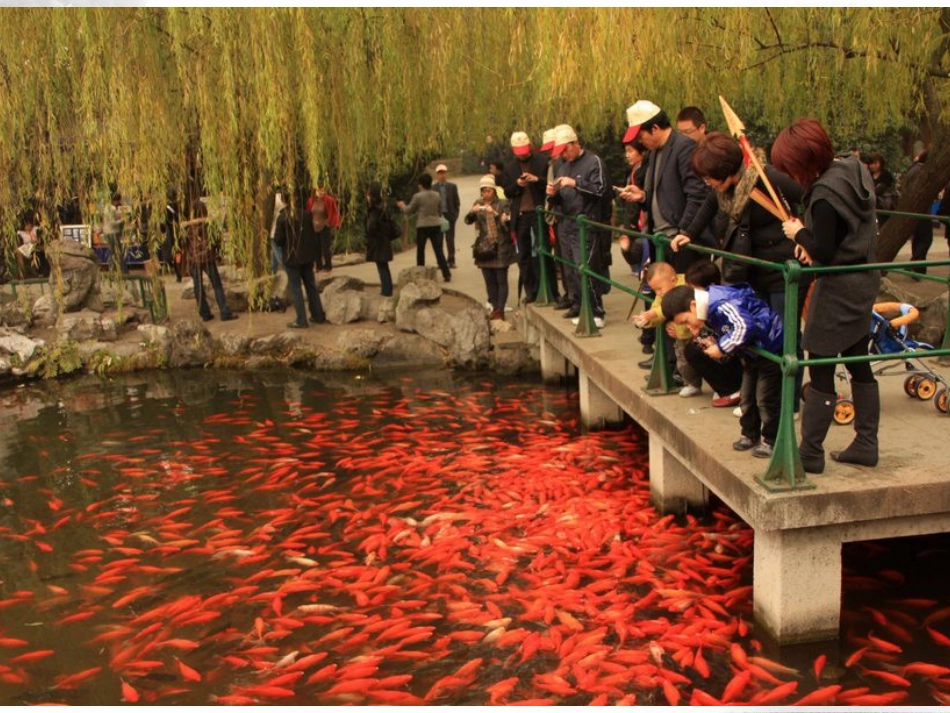 31鱼游到了纸上_第3页