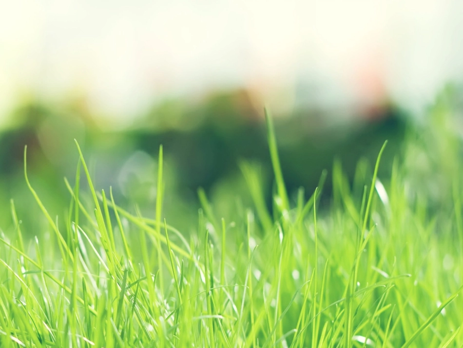 二人的伴性遗传_第1页