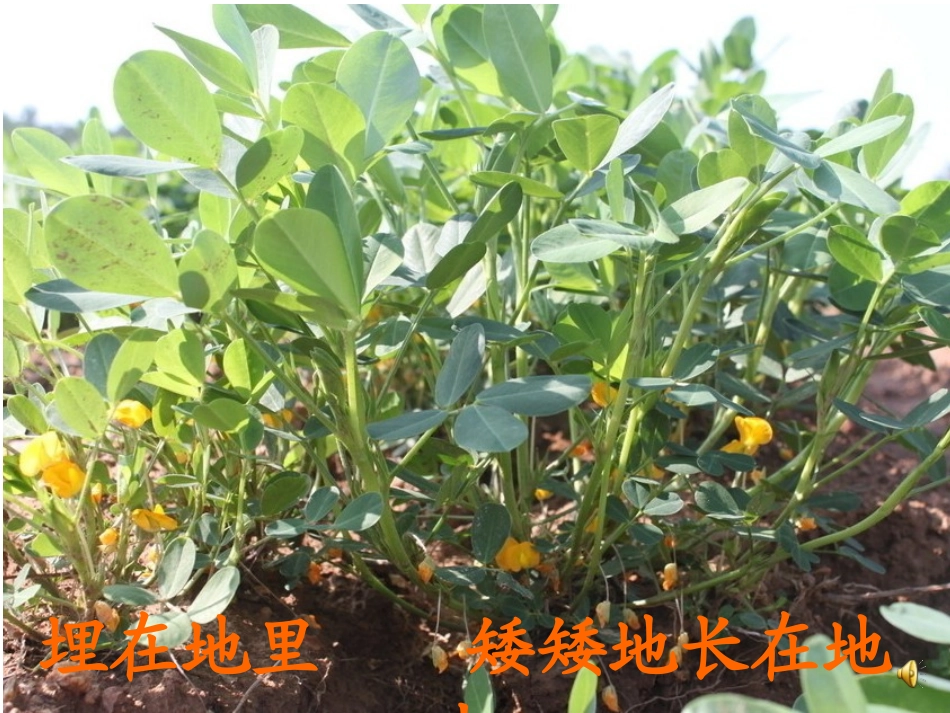 落花生4-1_第3页