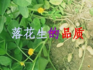 落花生4-1