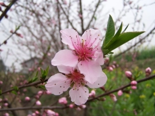 “意象”和“意境”