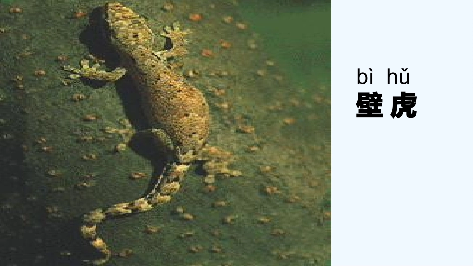 (部编)人教语文2011课标版一年级下册21、《小壁虎借尾巴》_第2页