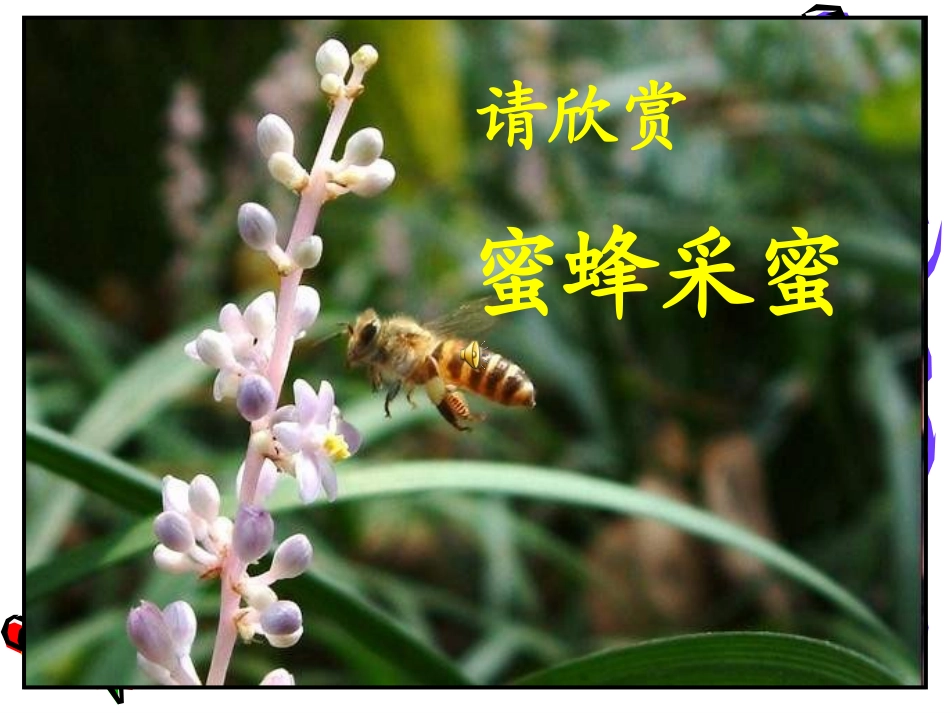王婉秋14《蜜蜂》_第3页