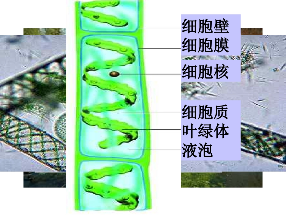 第2节水中的藻类植物-(3)_第2页