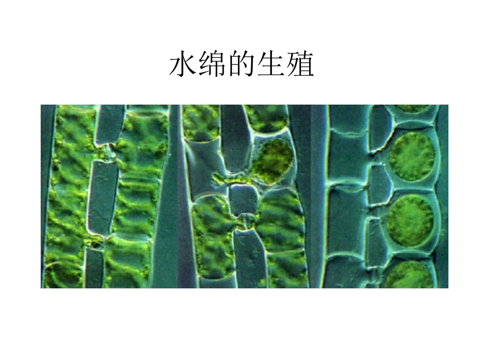 第2节水中的藻类植物-(3)_第3页