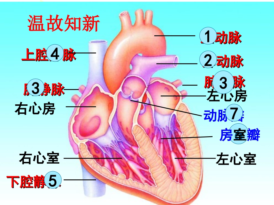 第三节输送血液的泵——心脏-(2)_第1页