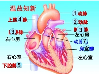 第三节输送血液的泵——心脏-(2)