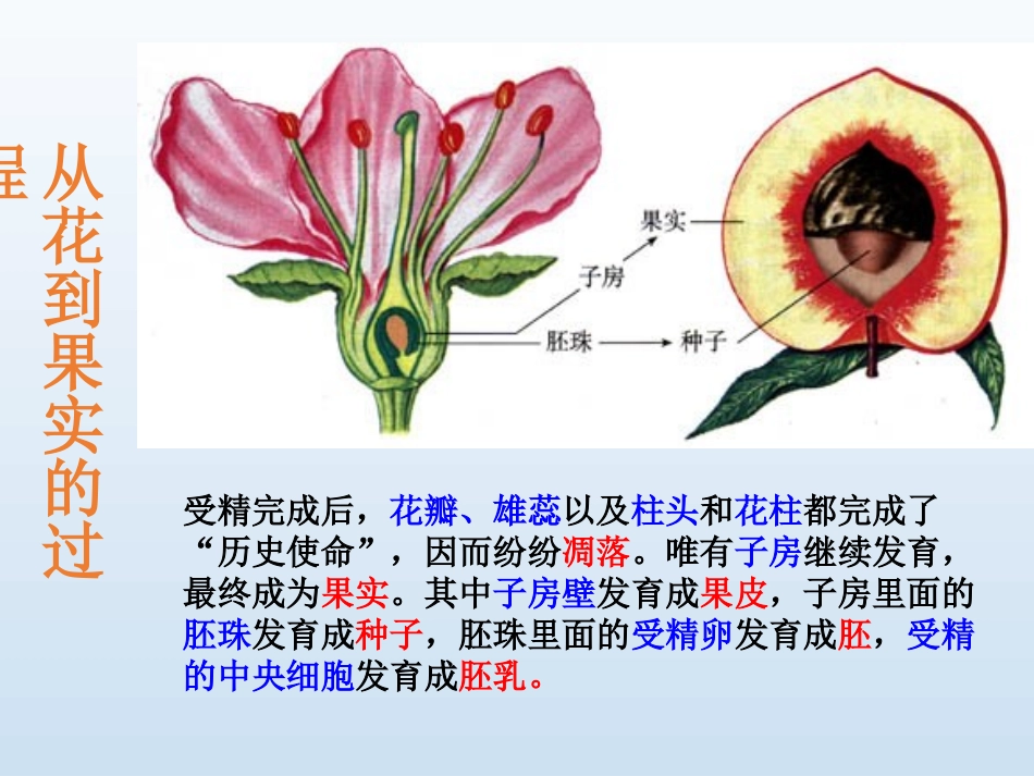 第三节果实和种子的形成_第2页