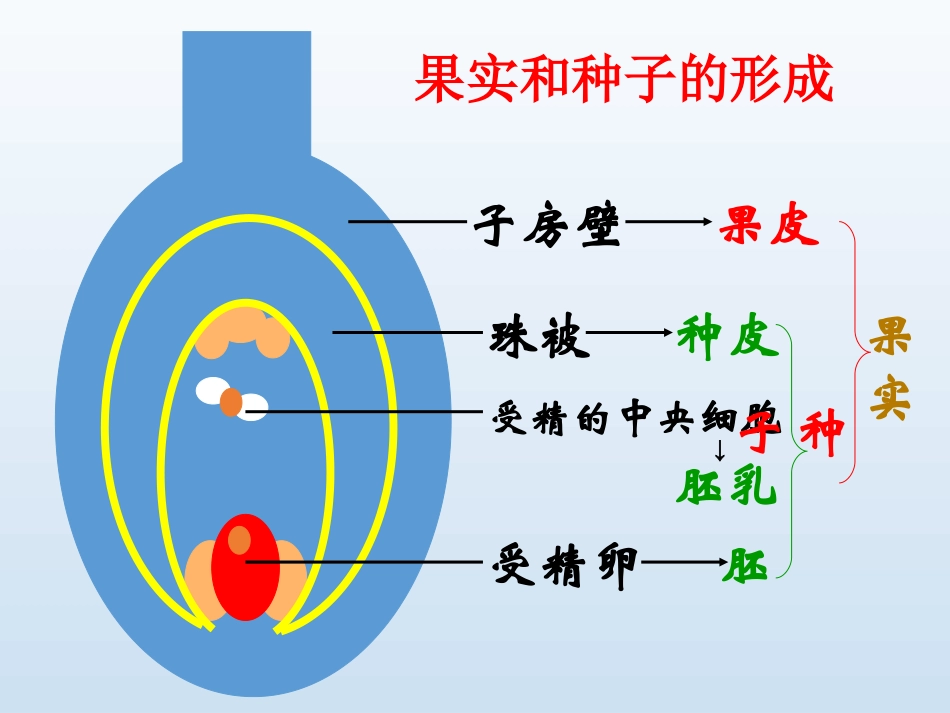 第三节果实和种子的形成_第3页