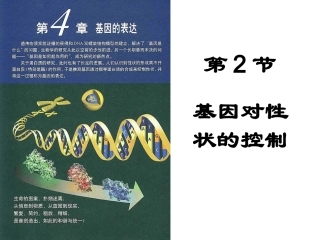 修改3：基因对性状的控制