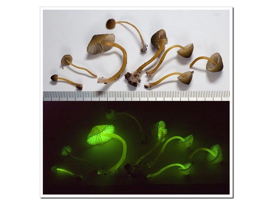 8-人造发光植物_第2页