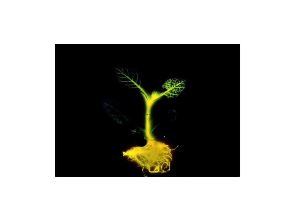 8-人造发光植物_第3页