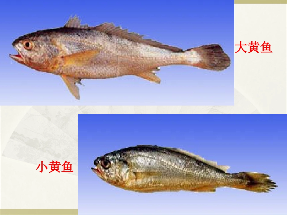 第三节海洋生物资源及其开发_第2页