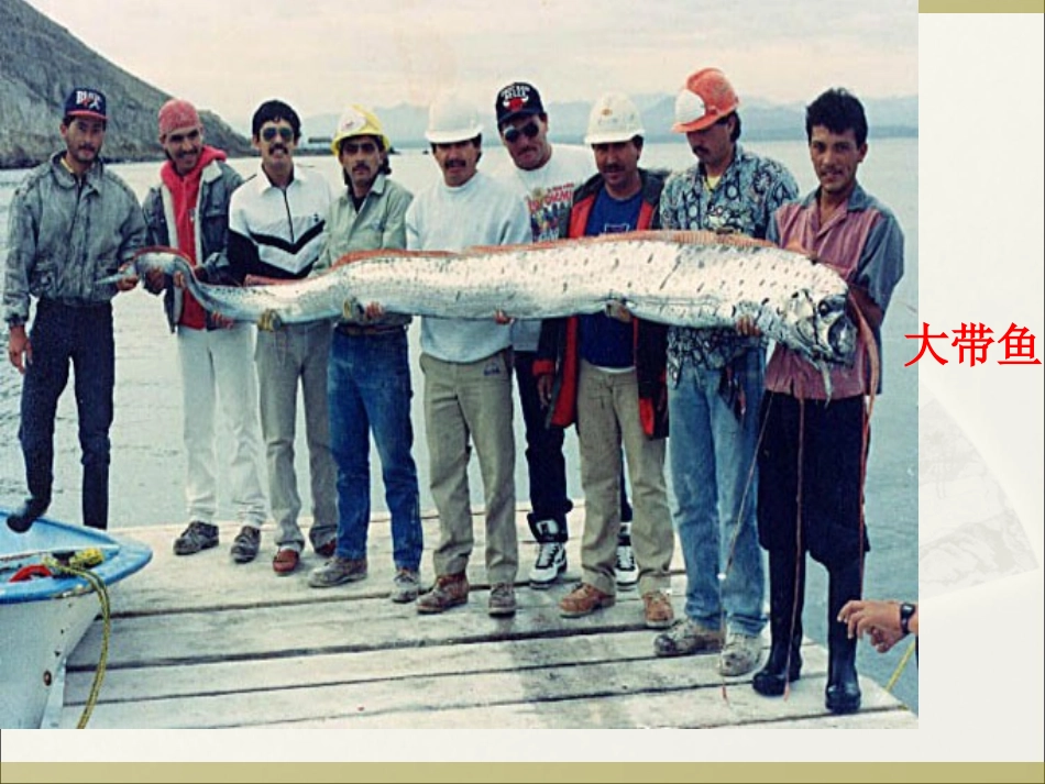 第三节海洋生物资源及其开发_第3页