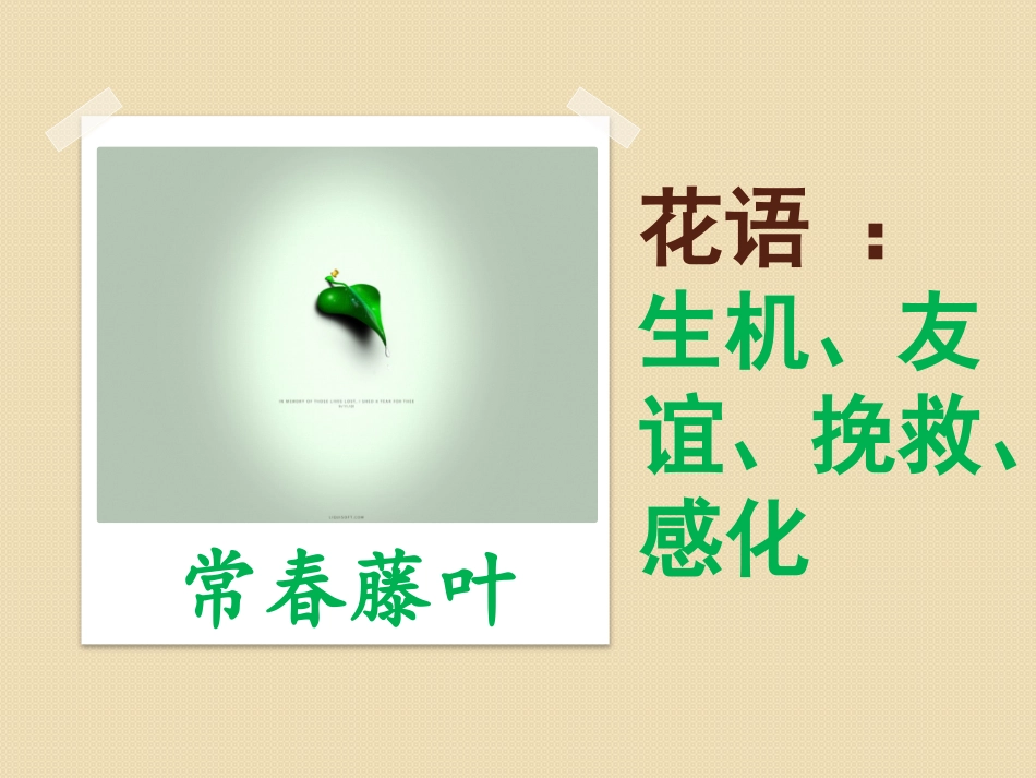 七最后的常春藤叶_第3页