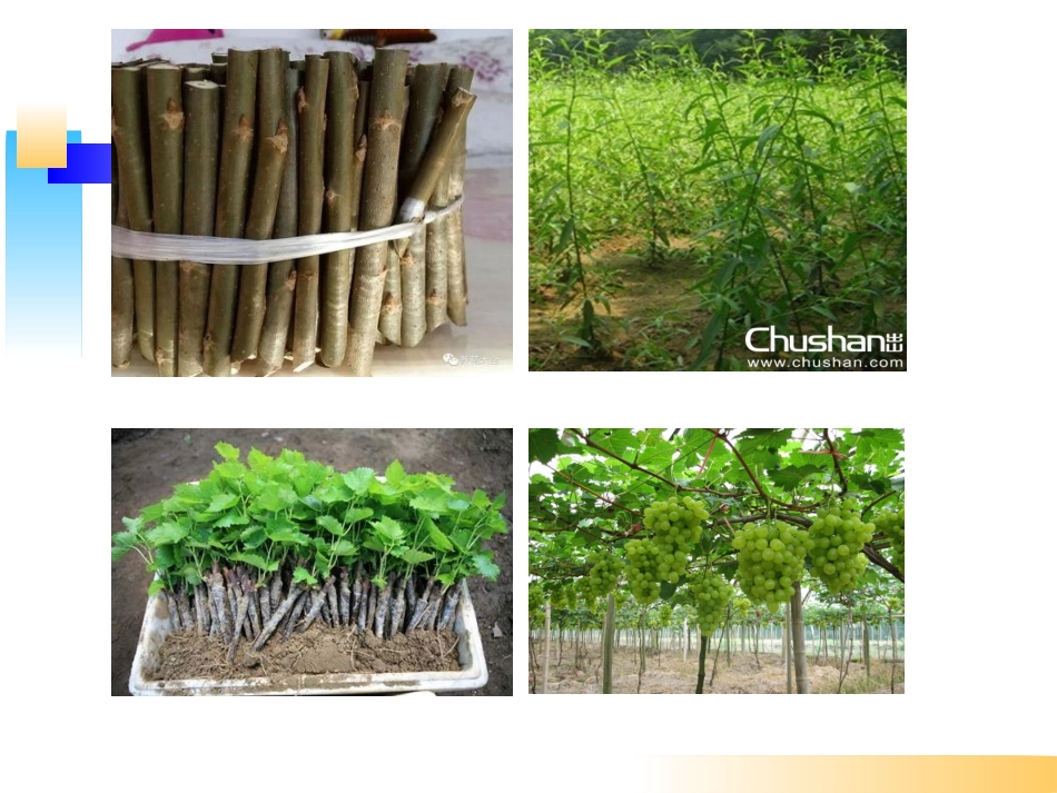 科学·技术·社会植物的组织培养-(7)_第2页