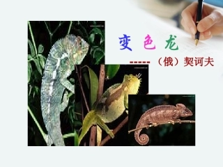 6变色龙-(3)